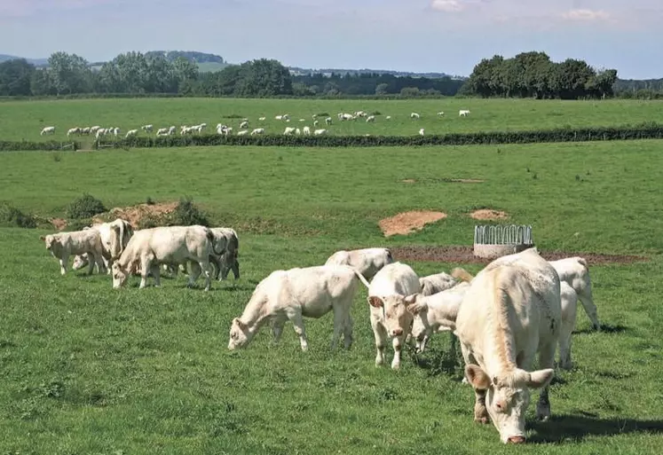 Poursuivant son développement en poulets de chair, l’association Étiquette bien-être animal (AEBEA) entend « servir de modèle » à l’étiquetage européen en gestation. Son extension à la viande de porc devrait aboutir en 2022, a-t-elle annoncé le 21 septembre.