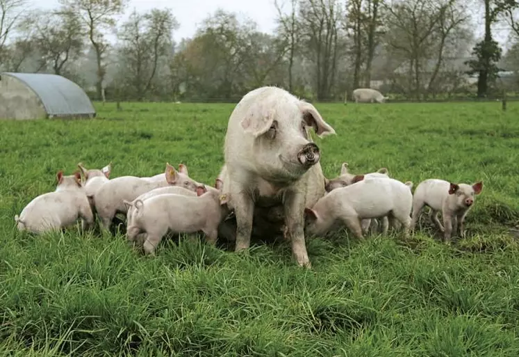 En ce début d'année, la filière porcine traverse une conjoncture économique délicate tandis que la progression de la fièvre porcine africaine inquiète les éleveurs, qui depuis le 1er janvier sont soumis à une nouvelle réglementation en matière de castration. Bilan et perspectives avec le président de l'interprofession porcine Auvergne-Limousin.