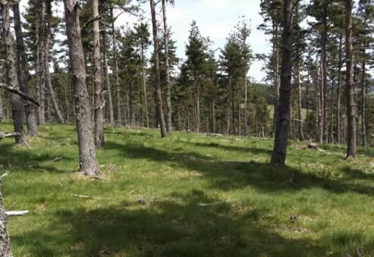 Après les travaux d’aménagement sylvopastoral par broyeur forestier.