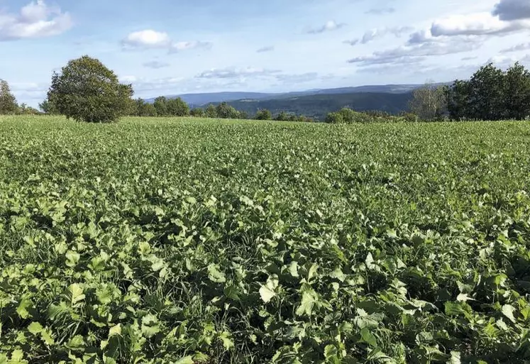 Les mélanges à base de colza sortent du lot grâce à leur bonne qualité nutritive.