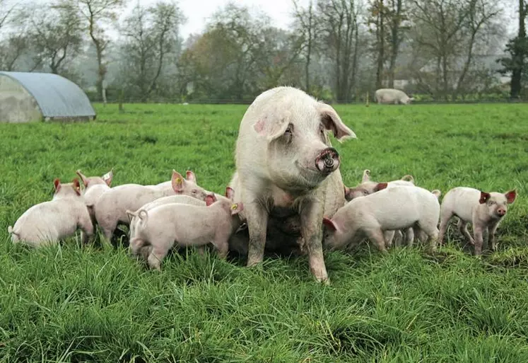 Avec l'arrivée de la peste porcine africaine (PPA) en Allemagne, 2e producteur et exportateur européen, la filière plonge encore un peu plus dans l'inconnu. Deux jours après la découverte de la maladie, la Chine, principal moteur de la demande mondiale, a bloqué ses importations en provenance d'Allemagne. Une décision qui risque d'alourdir le marché européen de quelque 800 000 tonnes de porc, soit 3 % de la production.