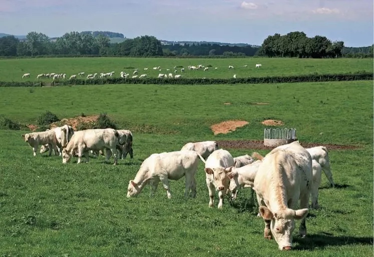 Le Conseil national de l'alimentation (CNA) a adopté le 5 avril sa contribution pour la future stratégie nationale nutrition climat, qui définira d'ici juillet une trajectoire pour l'alimentation durable.