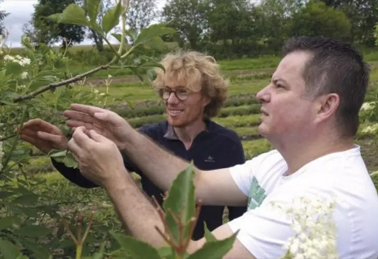 Dans les Vosges, Les jardins de Bernadette, producteurs de plantes à infusion et condimentaires, vendent 2 à 3  % de leur cueillette aux laboratoires Phytodia d’Illkirch-Graffenstaden (Bas-Rhin).