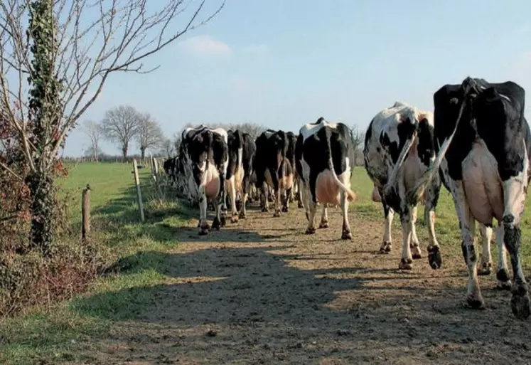 Depuis un an, la société française ITK commercialise une assurance pour compenser les pertes économiques des éleveurs en cas de stress thermique chez les vaches laitières. Un service unique au monde, déclenché pour la première fois cette année.