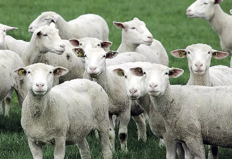 Les agnelles représentent l’avenir du troupeau. Les élever, c’est avant tout les préparer à leur carrière de futures productrices d’agneaux et de lait.