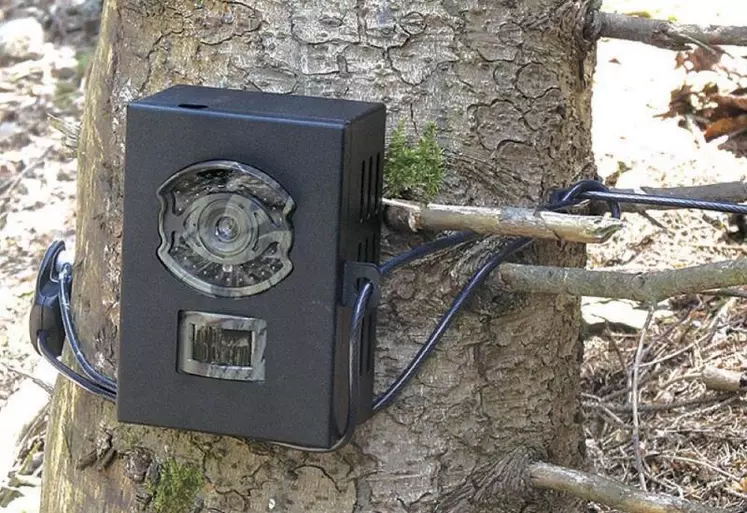 La photosurveillance, pour améliorer et préciser les connaissances sur le loup.