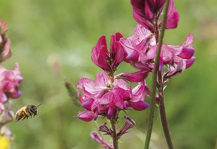 Lundi 7 mai, La chambre d'agriculture de Lozère et le comité de développement local de Mende organisaient une visite de la plateforme d'essais de sainfoin, mise en place en 2017 sur les parcelles du Gaec Boiral, en agriculture biologique.