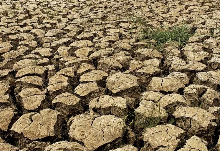 En dépit de récentes pluies, le sud de l'Europe (Espagne et Portugal en particulier) continue d'être confronté à une situation de sécheresse extrême qui frappe la plus grande partie du territoire et menace les récoltes. Et le nord de l'UE subit aussi actuellement une sécheresse. Résultat : les prévisions de récoltes céréalières sont revues à la baisse.