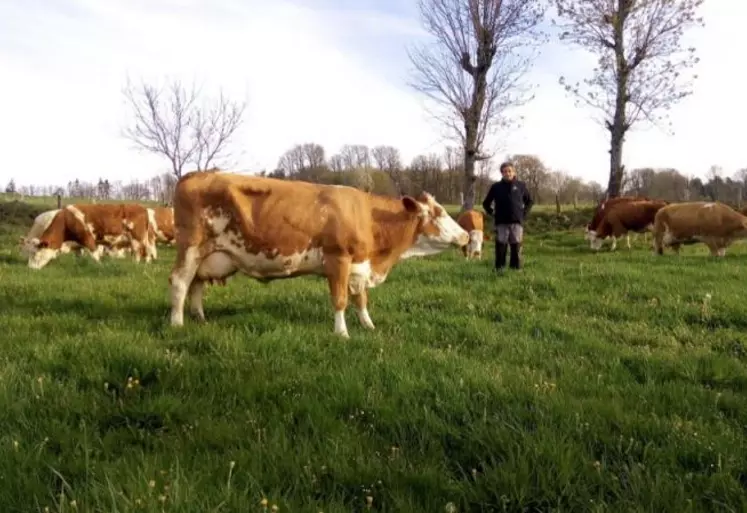 Thierry Grousset, gagnant du trophée Technilait, au milieu de son troupeau de Simmental.