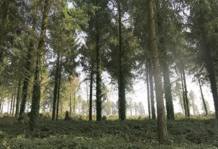 Les forêts d'épicéa sont de plus en plus clairsemées en raison des multiples sécheresses et tempêtes.