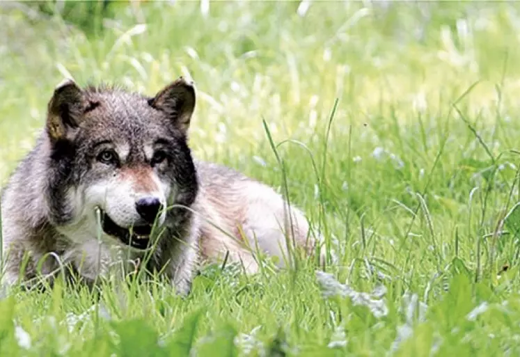 Sur la base d'une nouvelle analyse, la Commission européenne a proposé de revoir le statut de protection du loup dans la convention de Berne, étape préalable à un reclassement au niveau européen en vue de permettre aux États membres d'avoir recours à des mesures de gestion des populations plus souples.