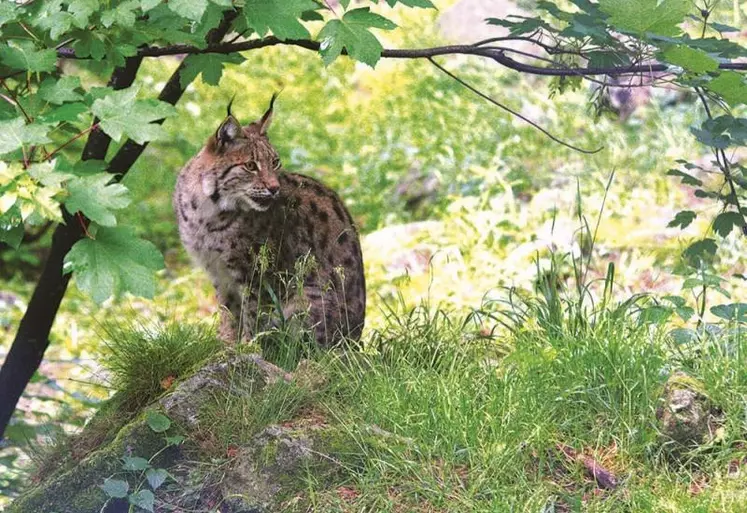 Réintroduit en France dans les années quatre-vingt, le lynx boréal bénéficie pour la première fois d’un plan national d’actions pour une période de cinq ans. Le PNA lynx 2022-2026 dont l’objectif premier est de restaurer et conserver la population du grand félin sur le territoire français est minutieusement observé par la profession agricole.