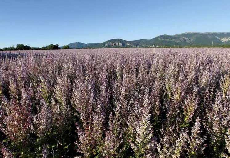 Une trentaine de producteurs du Gâtinais au profil de grandes cultures vient d’inaugurer une nouvelle distillerie, pour développer leur filière d’huiles aromatiques.