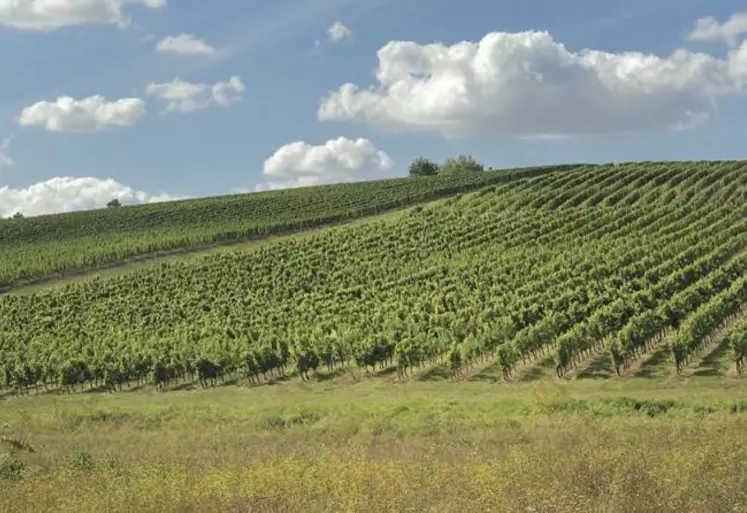 « On voit bien qu’il faut travailler à une autre échelle de temps mais il faut aussi une échelle spatiale plus petite, jusqu’à celle de la parcelle de vigne par exemple », estime Nathalie Ollat, qui coordonne le projet Laccave et participe à Defi.