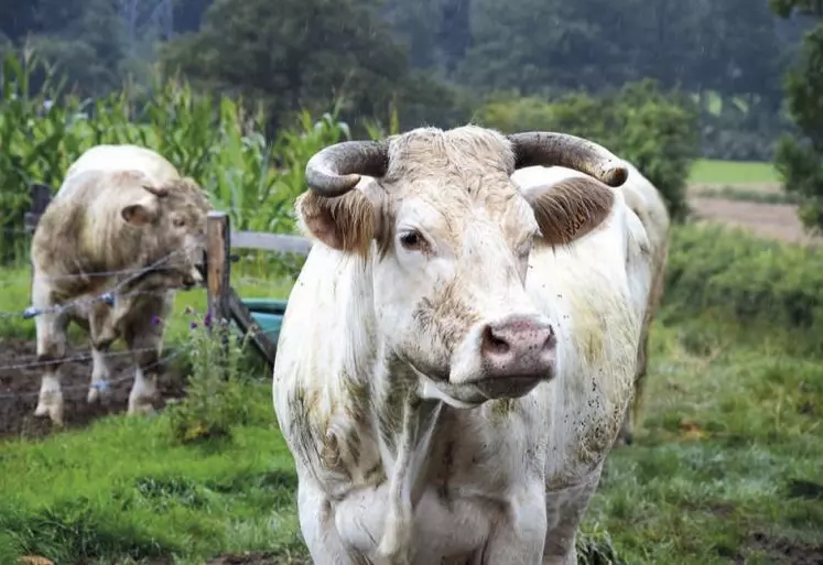 Cet automne, le Herd-Book Charolais et Charolais France vont dévoiler un ambitieux projet de modernisation touchant le livre généalogique, les concours reconnus par le HBC, la carte de services...