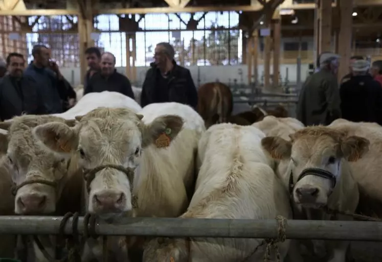 Un peu plus de 200 animaux étaient réunis, samedi dernier, à Aumont-Aubrac pour la 40e édition du concours du broutard et celui des agnelles.