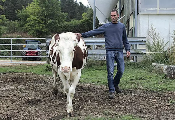 Dimanche prochain, Fabrice Perrier présentera une génisse, Manuelle et une vache, Ginette.