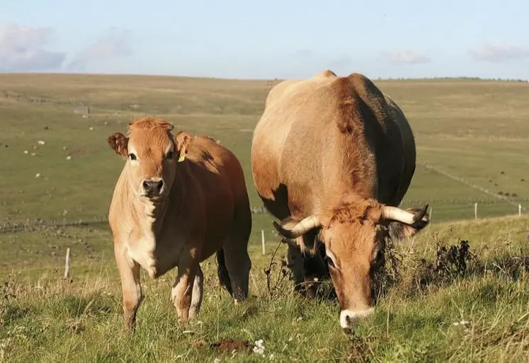 Les marchés agricoles de l'UE restent, pour certains (céréales, fruits et légumes, produits bio, etc.), dans une situation difficile.