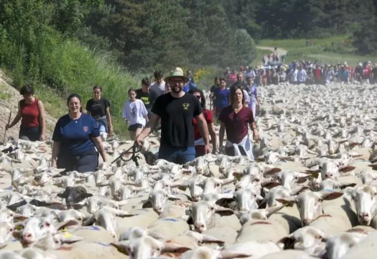 2 500 brebis sont montées sur le mont Lozère pour rejoindre leur estive ce dimanche 18 juin. L'occasion de faire la fête autour d'une tradition prisée du grand public, venu autant admirer les BMC de la filière Élovel que profiter du marché de producteurs et des animations proposées à la station du mont Lozère.