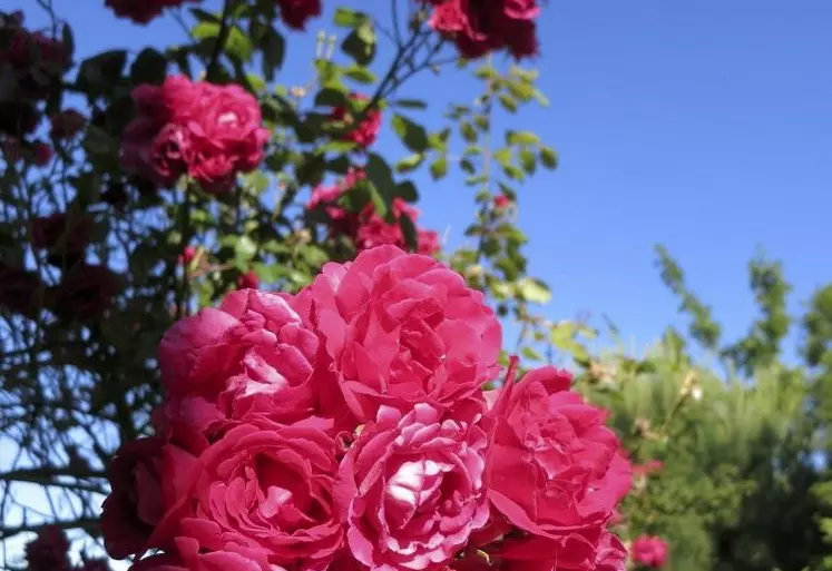 Pour un bon entretien des rosiers, mieux vaut supprimer les fleurs au fur et à mesure, juste sous la première feuille sous le pédoncule, pour le départ d’une nouvelle tige florale.