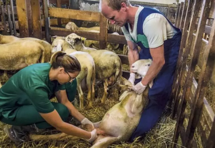 Sur les cinq dernières années, le nombre de vétérinaires déclarant une activité pour les animaux de rente est passé de 3 869 en 2016 à 3 155 en 2020, soit une diminution de 715 inscrits (- 18,5 %).