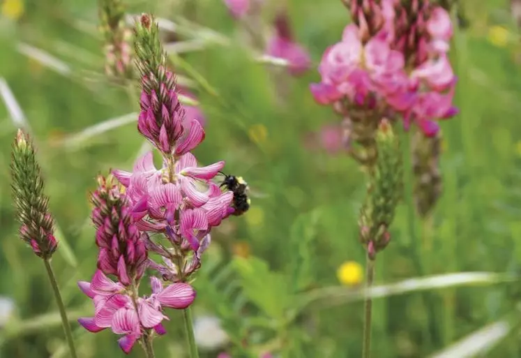 Annoncés pour décembre 2020, le plan pollinisateur et son volet réglementaire avaient été décalés à la demande du monde agricole. La version publiée six mois plus tard s'écarte de l'avis de l'Anses. Les organisations environnementales se préparent déjà pour les prochaines batailles.