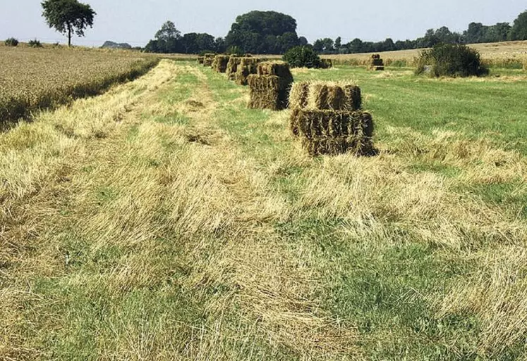 Une jachère pâturée ne sera pas considérée comme SIE.