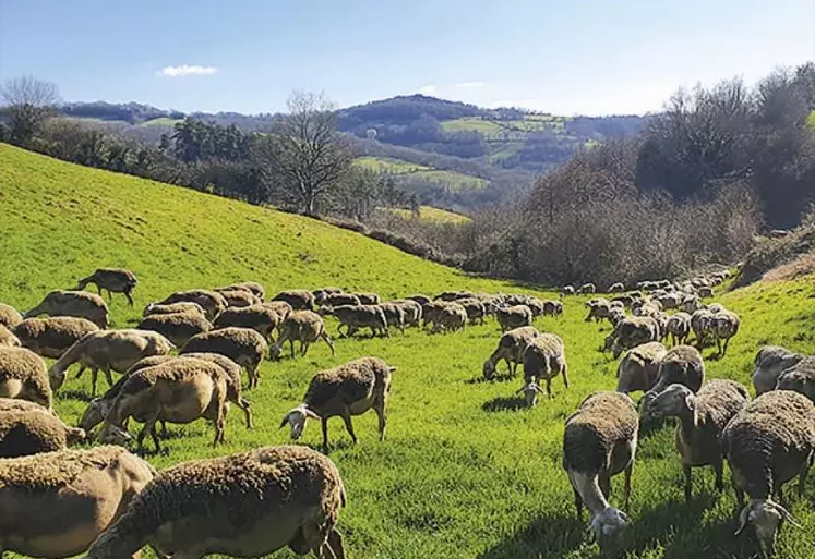 L’herbe est un des premiers leviers à actionner pour améliorer l’autonomie protéique des élevages de ruminants. Dès la fin de l’hiver, on peut profiter de ce fourrage abondant, équilibré et peu coûteux quand il est pâturé.