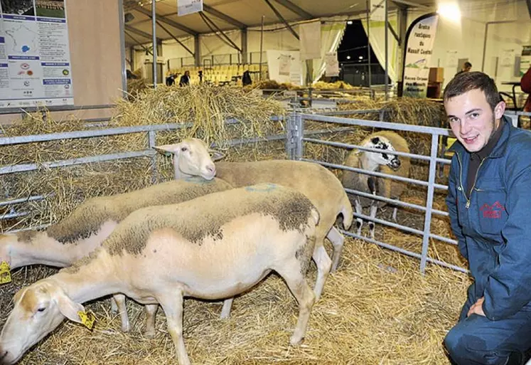 De bon matin, durant trois jours, les élèves des lycées agricoles de la région ont été au petit soin des brebis et autres agneaux du hall 5. Ici, Mathieu, scolarisé à Brioude-Bonnefont.