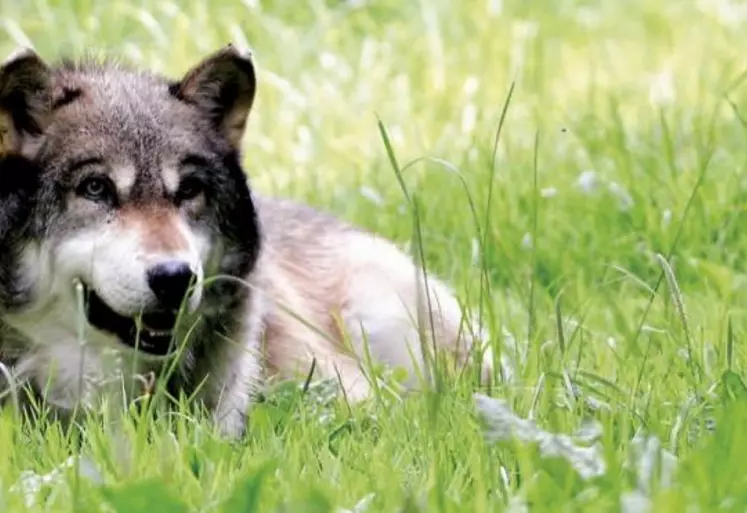 En déplacement dans les Pyrénées en marge du Tour de France, le président de la République a promis aux éleveurs la création d'une seconde brigade d'intervention contre le loup. Emmanuel Macron aurait même, selon la FNSEA, indiqué sa volonté de « faire évoluer le statut du loup ».