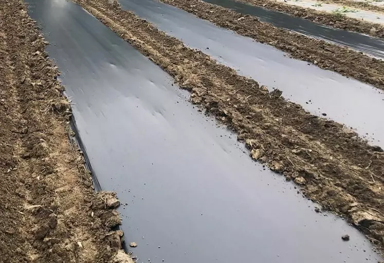 Ce nouveau film de paillage est testé sur 1 000 m².