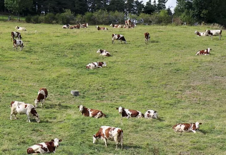 Le trophée Technilait a de nouveau récompensé les éleveurs laitiers dans les cinq races présentes sur le territoire : Prim’Holstein, Brunes, Montbéliardes, Abondance et Tarentaises, et Simmental. Portrait cette semaine des Montbéliardes.