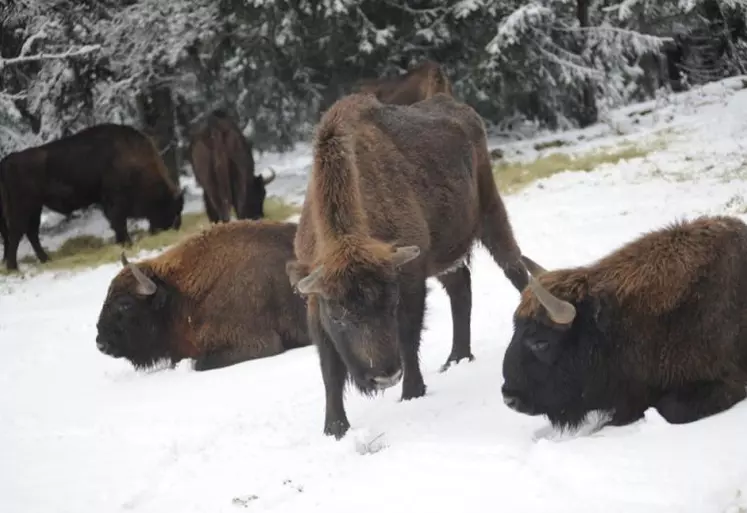 Le bison d’Europe a vécu dans les forêts européennes jusqu’au Moyen-Âge.