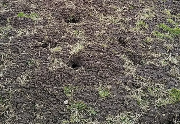 Ces dernières semaines, la neige a recouvert la quasi-totalité de nos territoires et par la même occasion ôté de nos mémoires tous les ravages causés par les campagnols sur nos surfaces herbagères.