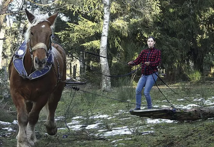 Là où passe Atila le trait Comtois, l’herbe ne repousse pas…