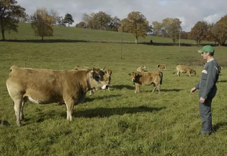 L’association Paysans bio d’Aveyron (PBA) est à l’origine, en lien avec d’autres collectifs d’éleveurs régionaux, de la création de la marque commerciale Tendre d’Oc qui doit rassembler les éleveurs de bovins bio des douze autres départements de la région Occitanie. Le point avec Roland Carrié, éleveur de vaches Aubrac dans le nord Aveyron, vice-président de PBA, association travaillant en faveur de la valorisation des jeunes bovins bio.