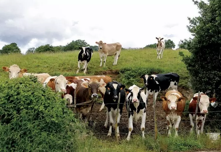 Les producteurs de lait attendent des revalorisations importantes du prix du lait.