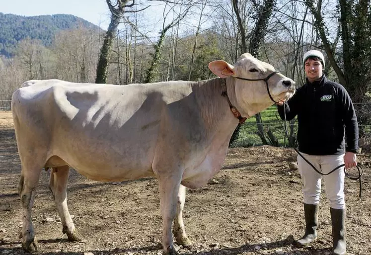 Le Gaec des Rivières, habitué des concours, présente son plus récent associé et cinq brunes aux miss laitières, le 9 avril à Aumont-Aubrac.