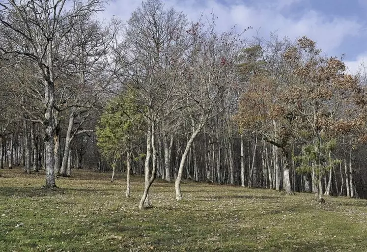 À l'occasion de la deuxième journée des territoires « Ensemble pour la forêt » le 1er décembre dernier, Groupama Rhône-Alpes-Auvergne et l'association Sylv'Acctes ont conclu un partenariat. Avec un enjeu commun : préserver le patrimoine forestier victime du changement climatique.