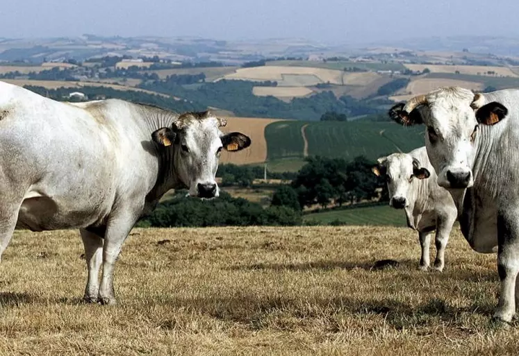 Certains départements les plus touchés par la sécheresse pourront obtenir une « pré-reconnaissance » de calamités agricoles le 18 octobre, a annoncé le ministre de l'Agriculture. L'élevage étant particulièrement touché, les chambres d'agriculture demandent un débat sur ses « bienfaits et les leviers pour les faire reconnaître ».