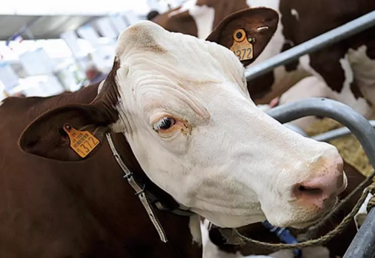 Du 4 au 7 octobre, à Cournon, a eu lieu la grand-messe du monde agricole : quatre jours de conférences, de concours et d'expositions de matériels agricoles. L'occasion pour les agriculteurs de parler des évolutions des filières, et de se retrouver pour célébrer l'agriculture sous toutes ses coutures.