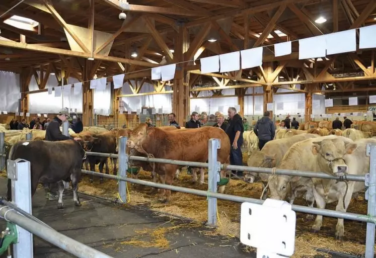 Le concours des broutards, des bêtes grasses et des agnelles, a repris cette année. Une quarantaine d'éleveurs sont venus samedi dernier sous la halle d'Aumont-Aubrac pour exposer leurs plus belles bêtes.