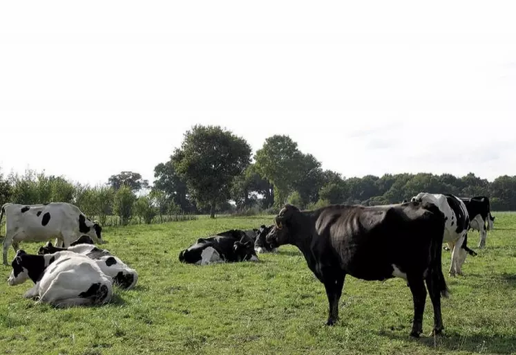 Après avoir fortement misé sur ce créneau ces dernières années, les industriels lèvent le pied, refroidis par la chute de la consommation et des échecs commerciaux.