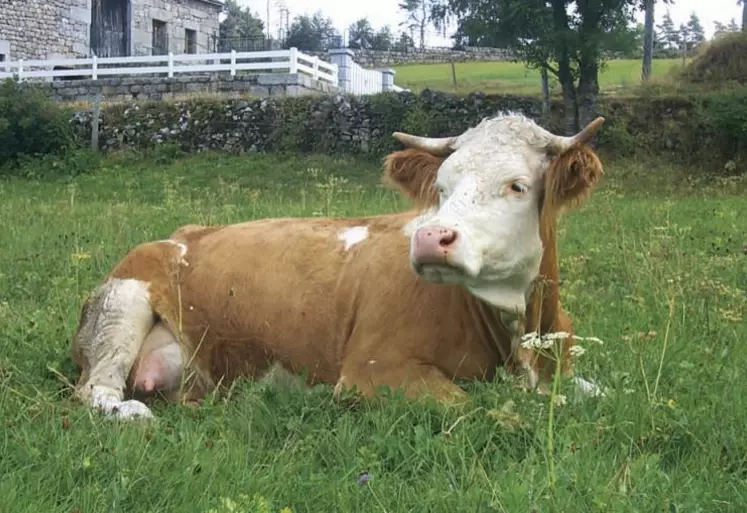 Le trophée Technilait a de nouveau récompensé les éleveurs laitiers dans les cinq races présentes sur le territoire : Prim'Holstein, Brunes, Montbéliardes, Abondance et Tarentaises, et Simmental. Dernière race à l'honneur : les Simmental.