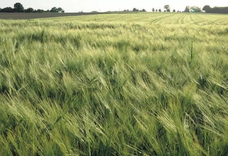 FranceAgriMer a révisé le 8 décembre ses prévisions d’exportations françaises de blé tendre en baisse, dans un contexte de marchés « très concurrentiels » et face à des « incertitudes ».
