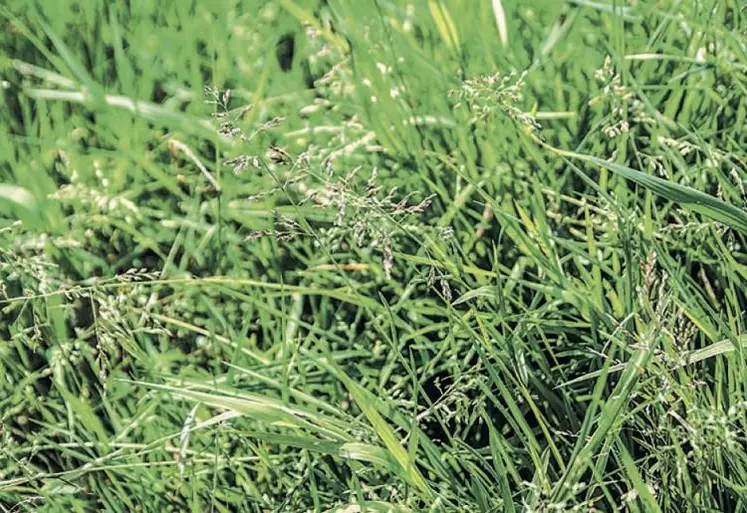 La dégradation des prairies se traduit le plus souvent par une invasion de graminées de qualité moyenne à médiocre comme l’agrostis, la houlque laineuse et le pâturin commun.