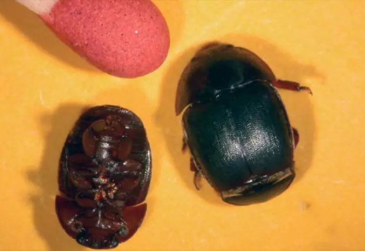 Le petit coléoptère des ruches est de couleur noire et mesure de 5 à 7 mm. Si l’infestation est avérée, c’est la ruche entière qui est ruinée.