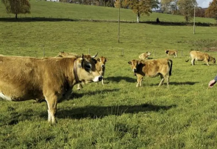 Dernière ligne droite pour la déclinaison française de la future Pac, le Plan stratégique national (PSN), le ministre Julien Denormandie doit présenter ses arbitrages concernant la définition de l’agriculteur actif et du jeune agriculteur. Agra Presse a eu accès aux dernières moutures débattues au ministère, selon des sources proches du dossier.