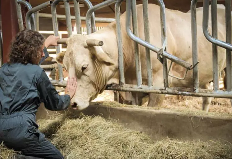 De plus en plus d’agriculteurs se tournent vers des médecines alternatives pour soigner leurs animaux.