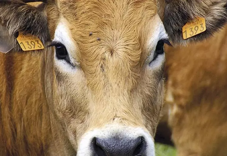 La loi Besson-Moreau généralise la contractualisation écrite pluriannuelle de trois ans minimum pour toute vente entre le producteur de viande bovine et chacun de ses premiers acheteurs. Et c'est à l'éleveur de proposer son contrat à l'acheteur.